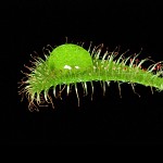 A drink for the drosera